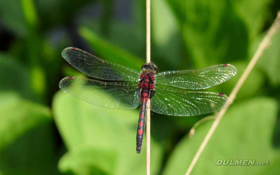 Ruby Whiteface (Male, Leucorrhinia rubicunda)